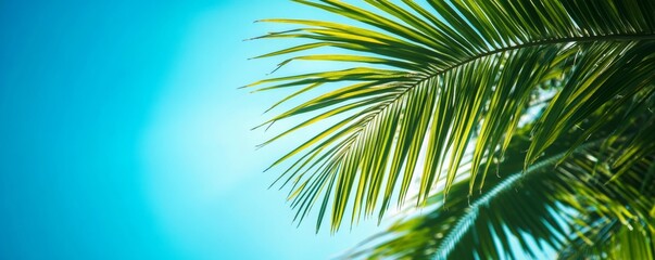 Obraz premium Palm leaves against a bright blue sky