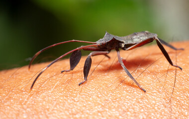 Leptocorisa Acuta on human skin