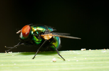 Macro of a green fly on green leaves