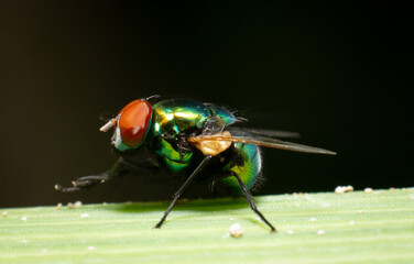 Macro of a green fly on green leaves