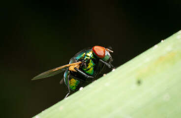 Macro of a green fly on green leaves