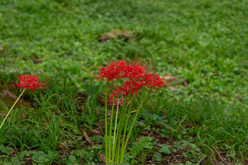 ９月末に顔を出した彼岸花