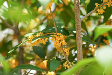 Osmanthus fragrans or olive flowers with green leaves in the park
