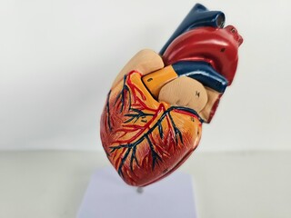 Cardiac model of transcatheter aortic valve implantation for human training