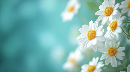 Fototapeta premium Close-Up of Vibrant Daisies on a Soft Background