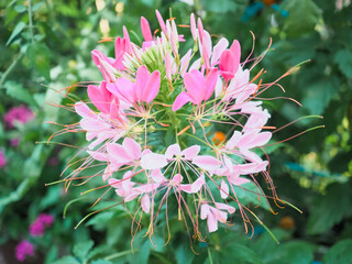 Cleome hassleriana　クレオメ　ピンク