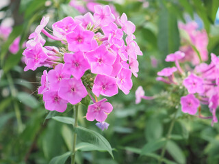 Pink Phlox paniculata　花魁草　オイランソウ　ピンク