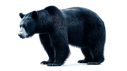 Fototapeta premium A bear is standing on a white background