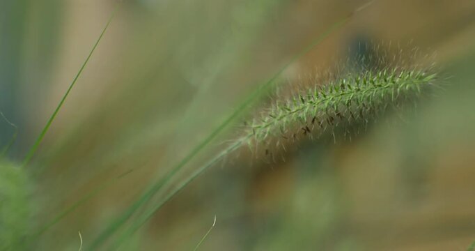 A close-up shot captures the Pennisetum alopecuroides, dwarf mountain grass, singly isolated gently moving in a backyard garden as the wind blows through, creating a serene and natural atmosphere.