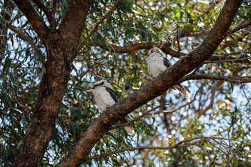 Kookaburras sitting in gum tree of Australian backyard