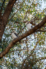 Fototapeta premium Kookaburras sitting in gum tree of Australian backyard