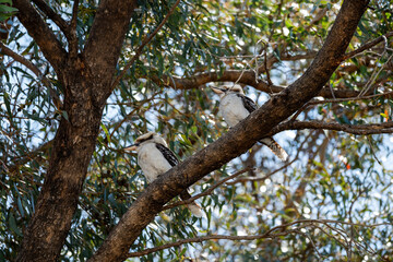 Fototapeta premium Kookaburras sitting in gum tree of Australian backyard