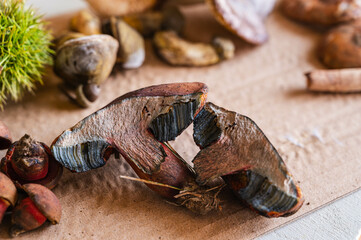 青変したアメリカウラベニイロガワリ