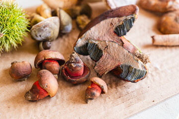 アメリカウラベニイロガワリ