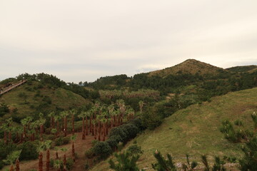 Naklejka premium landscape with trees