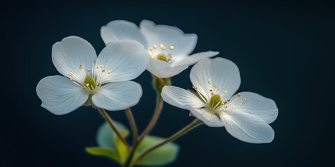 Serene white cherry blossoms dark background