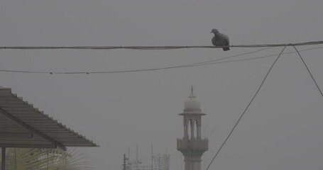 New Delhi, Delhi, India. Dove take off from wire In cloudy morning. slow motion.