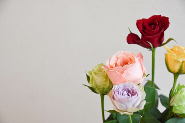 Fototapeta premium カラフルな薔薇