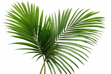 Fototapeta premium Miniature palm leaf plant displayed against a white background in PNG.