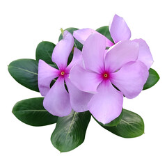 Fototapeta premium Catharanthus roseus. pink flower isolated on white