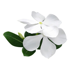 Catharanthus roseus white, white flower isolated on white background.