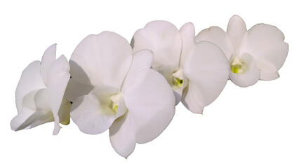 white orchid with white background.