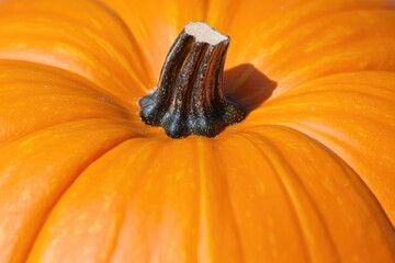 A close-up of a vibrant orange pumpkin stem illuminated by sunlight, showcasing the natural textures and colors, perfect for autumn festivities and seasonal decor