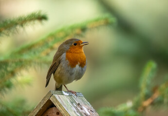 Close up of a robin redbreast singing 