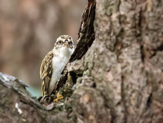 Tree creeper small bird foraging in the mark on a tree trunk in the woodland