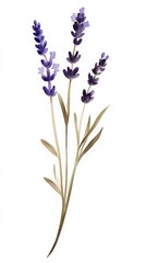 Obraz premium PNG of a single minimalistic pressed lavender flower specimen on paper.