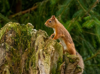 Curious little scottish red squirrel in the forest