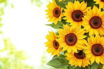 Obraz premium PNG sunflower floral border design.
