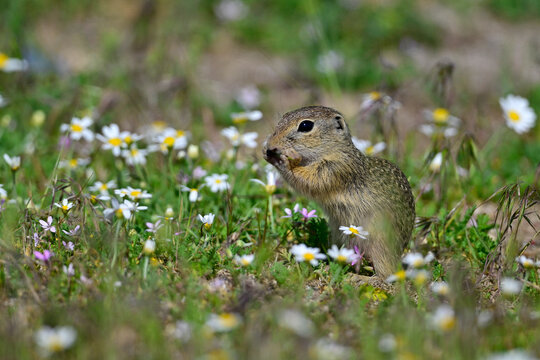 European ground squirrel // Europ&auml;ischer Ziesel (Spermophilus citellus) - Danube Delta, Romania