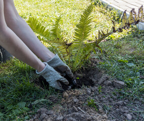 A person is planting a plant in the ground