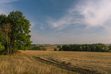 Fototapeta premium A field with a tree in the foreground and a clear blue sky