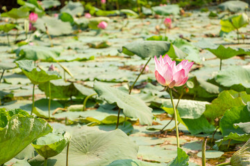 Beautiful lotus in pond of natural