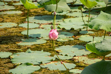 Beautiful lotus in pond of natural