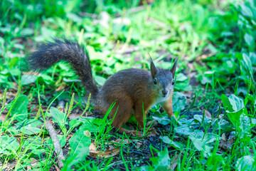 Fototapeta premium A squirrel is standing in the grass