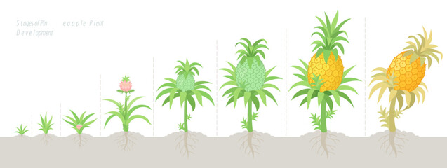 Stages of Growth of a Pineapple Plant. Botanical phenological stages. The life cycle. Vector illustration.