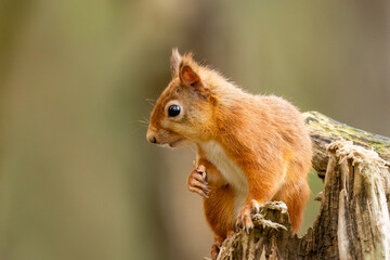 Obraz premium Curious little scottish red squirrel in the forest