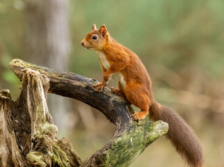 Curious little scottish red squirrel in the forest