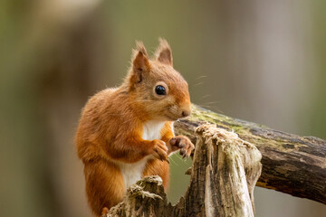 Fototapeta premium Curious little scottish red squirrel in the forest