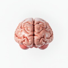 High-quality 3D illustration of a human brain with realistic texture and details, displayed on a clean white background. Ideal for use in medical presentations, neuroscience research, 