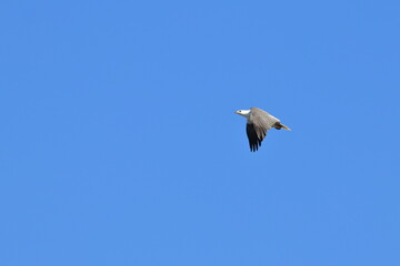 white-bellied sea eagle