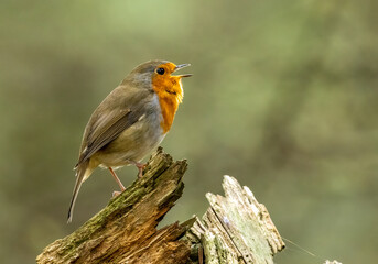 Close up of a robin redbreast singing 