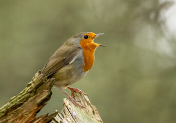 Close up of a robin redbreast singing 