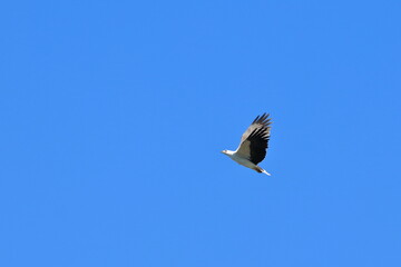 white-bellied sea eagle