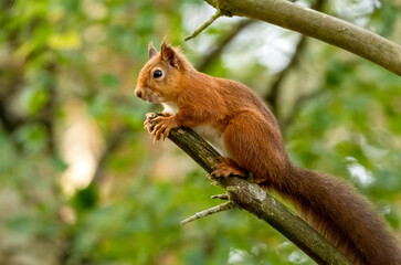 Curious little scottish red squirrel in the forest