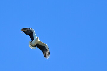white-bellied sea eagle