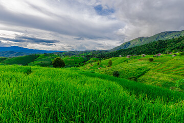 Fototapeta premium Natural background on the mountain with green rice terraces. Pa Bong Piang is one of the beautiful viewpoints in Chiang Mai, Thailand, overlooking the surrounding mountains. It is always popular.